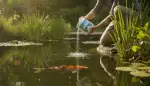 Fadenalgen im Gartenteich effektiv bekämpfen