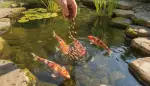 Ganzjahres Teichfischfutter: Anpassung für gesunde Fische