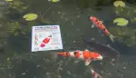 Koi Farbenpracht: Futter für intensive Pigmentierung