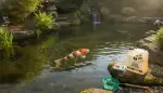 Koi Immunsystem: Vitale Abwehrkräfte