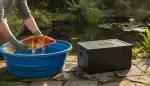 Koi keschern: Schonend und sicher