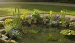 Teichpflanzen: Grüne Oasen im Gartenteich