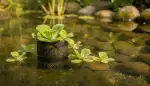 Teichsalat: Ein Juwel für den Gartenteich