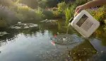 Teichschlamm vorbeugen: Klarheit bewahren