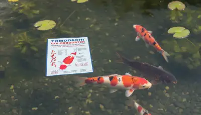 Koi Farbenpracht: Futter für intensive Pigmentierung