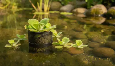 Teichsalat: Ein Juwel für den Gartenteich