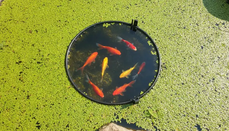Schwimmpflanzen-Körbe: Natürliche Schönheit im Teich